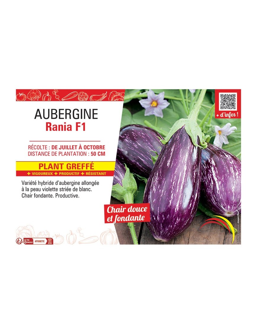 AUBERGINE RANIA F1 Plant greffé
