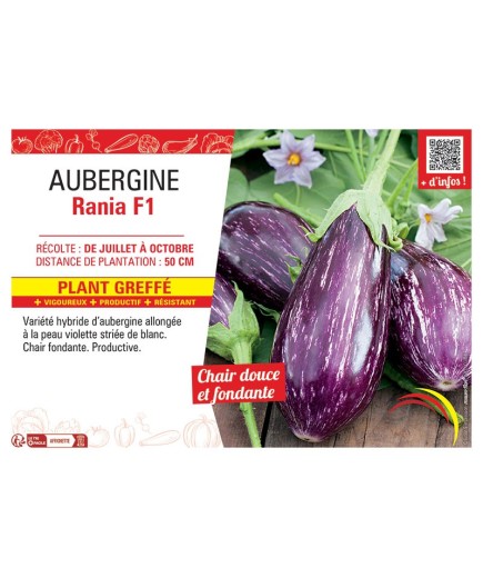AUBERGINE RANIA F1 Plant greffé