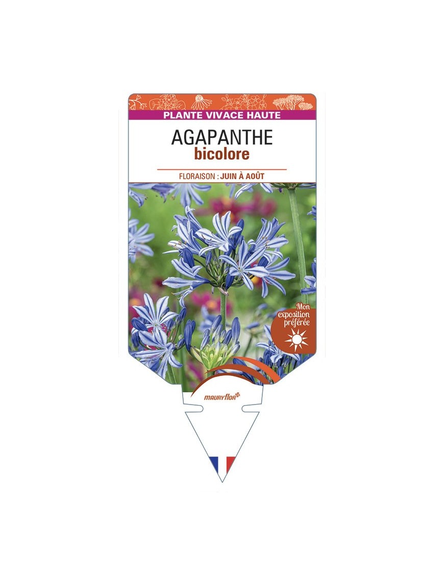 AGAPANTHUS bicolore