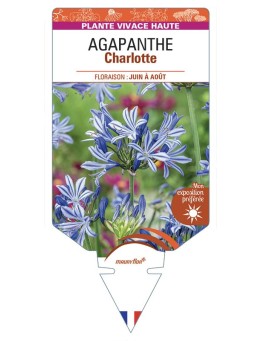 AGAPANTHUS Charlotte