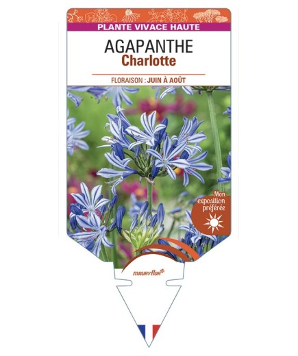 AGAPANTHUS Charlotte