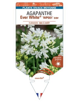 AGAPANTHUS Ever White® ‘WP001’ cov