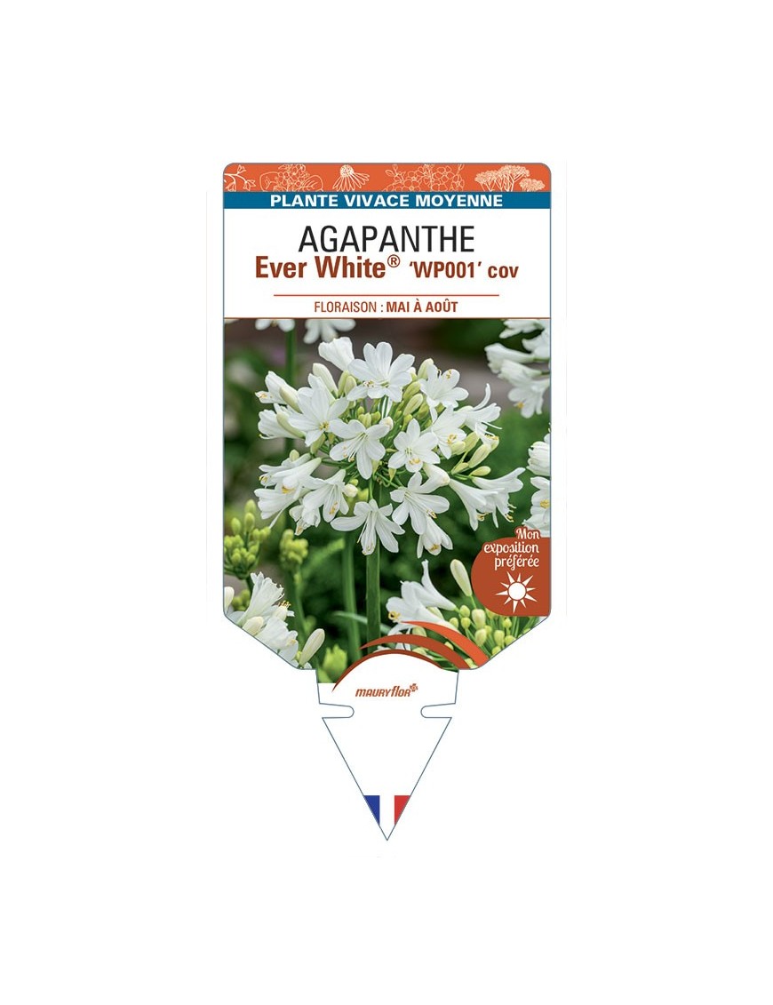 AGAPANTHUS Ever White® ‘WP001’ cov