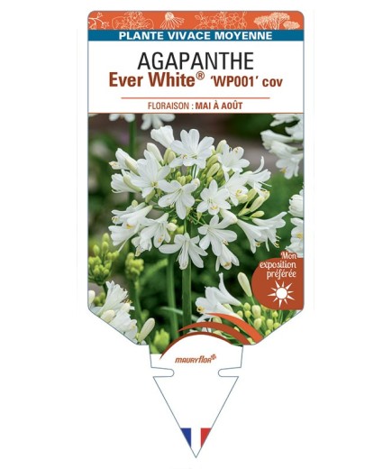 AGAPANTHUS Ever White® ‘WP001’ cov