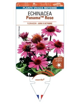 ECHINACEA PanamaTM Rose