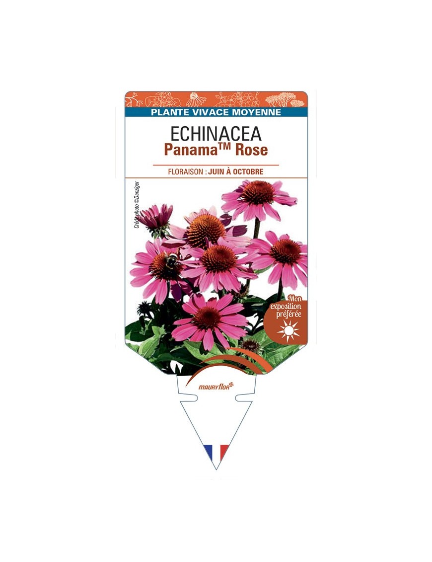 ECHINACEA PanamaTM Rose