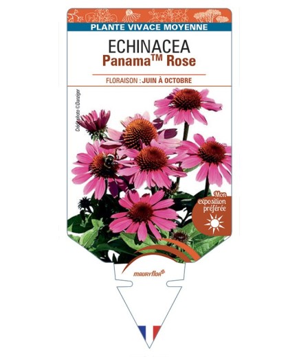 ECHINACEA PanamaTM Rose