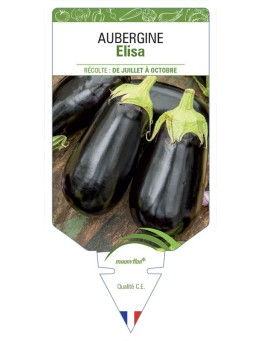 AUBERGINE ELISA