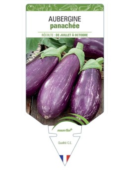 AUBERGINE PANACHÉE