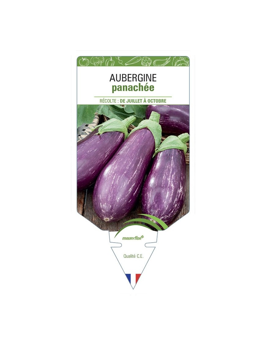AUBERGINE PANACHÉE