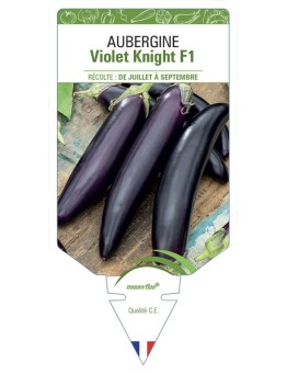 AUBERGINE VIOLET KNIGHT F1