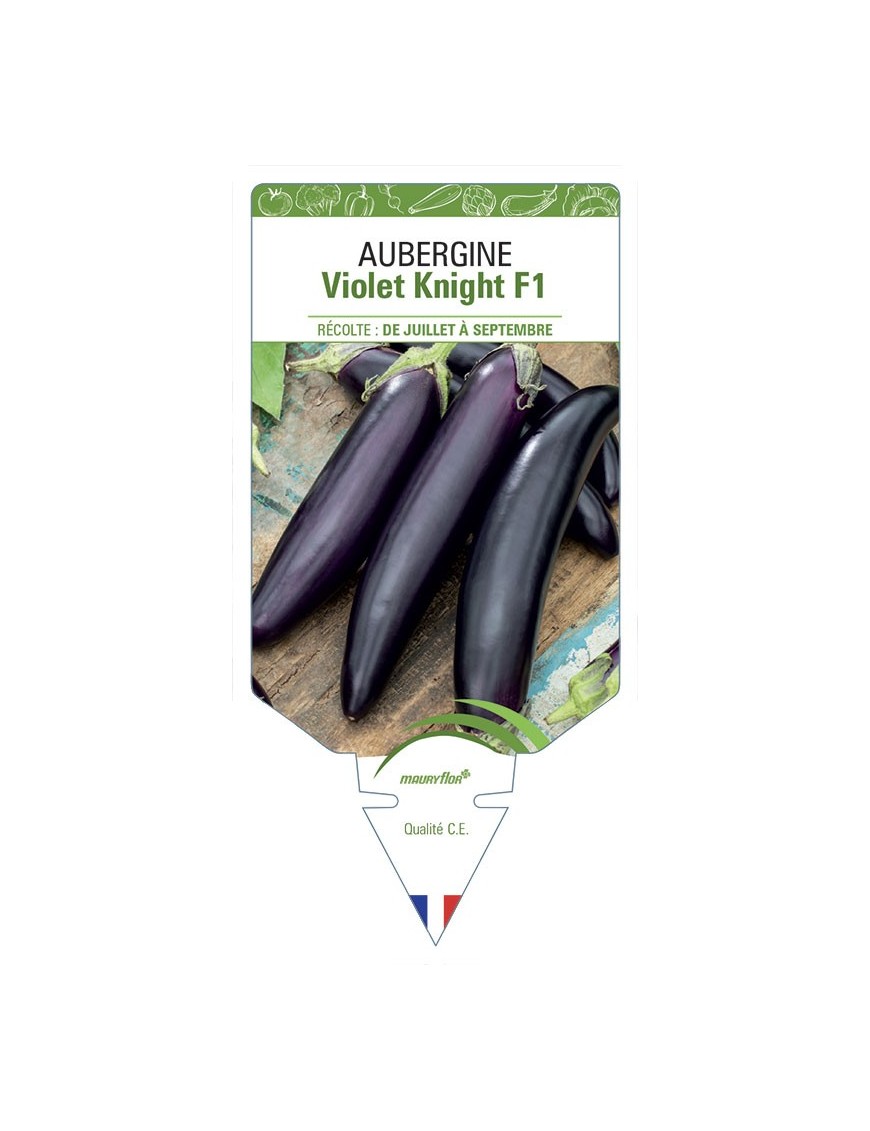 AUBERGINE VIOLET KNIGHT F1