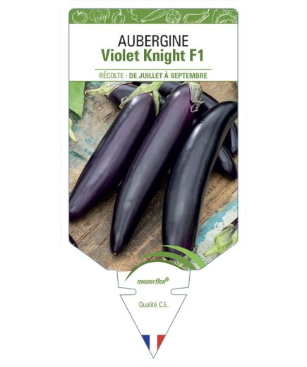 AUBERGINE VIOLET KNIGHT F1
