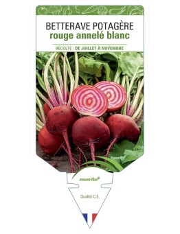 BETTERAVE POTAGÈRE ROUGE ANNELÉ BLANC