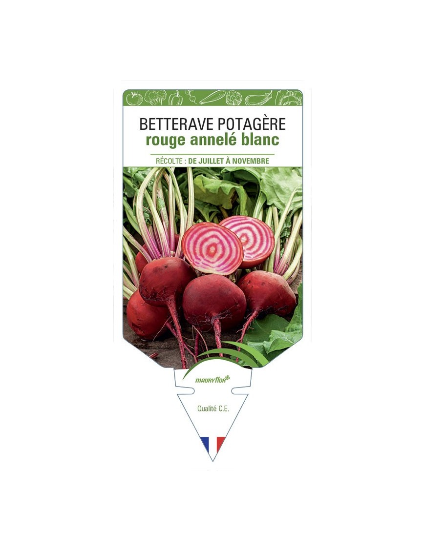 BETTERAVE POTAGÈRE ROUGE ANNELÉ BLANC