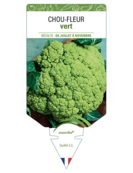 CHOU-FLEUR VERT