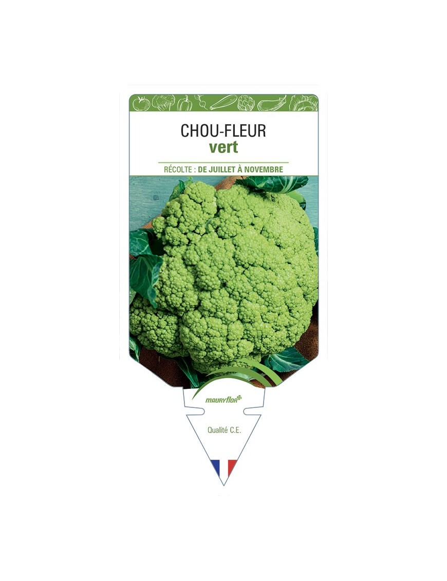 CHOU-FLEUR VERT