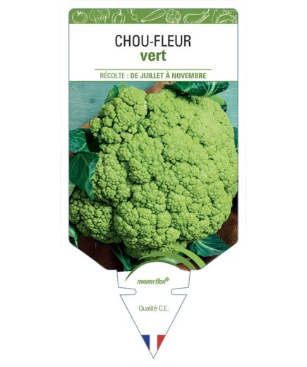 CHOU-FLEUR VERT