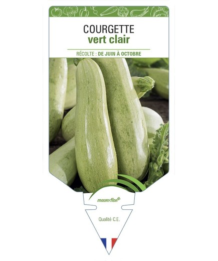 COURGETTE VERT CLAIR