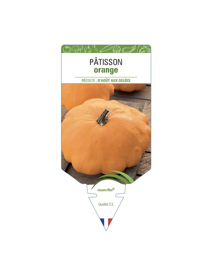 PÂTISSON ORANGE