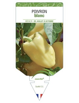 POIVRON BLANC