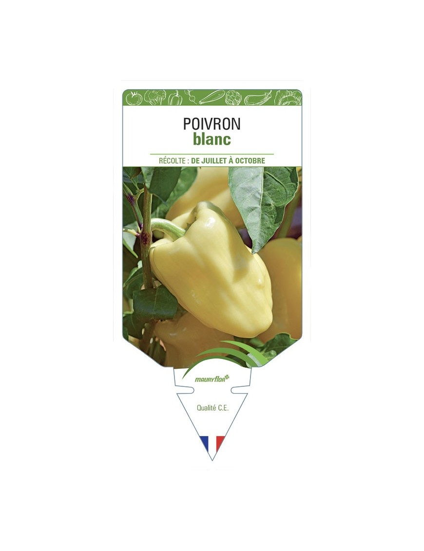 POIVRON BLANC