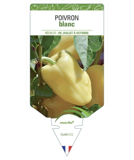POIVRON BLANC