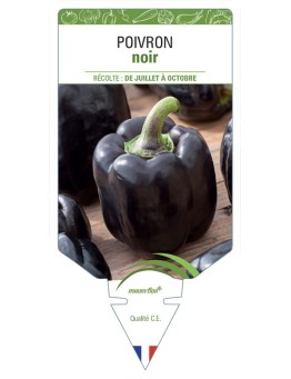 POIVRON NOIR