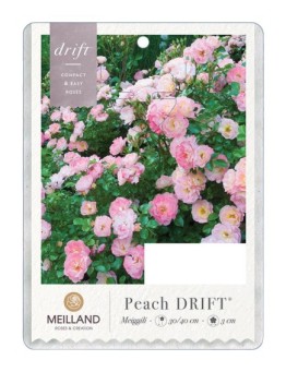 Peach DRIFT®