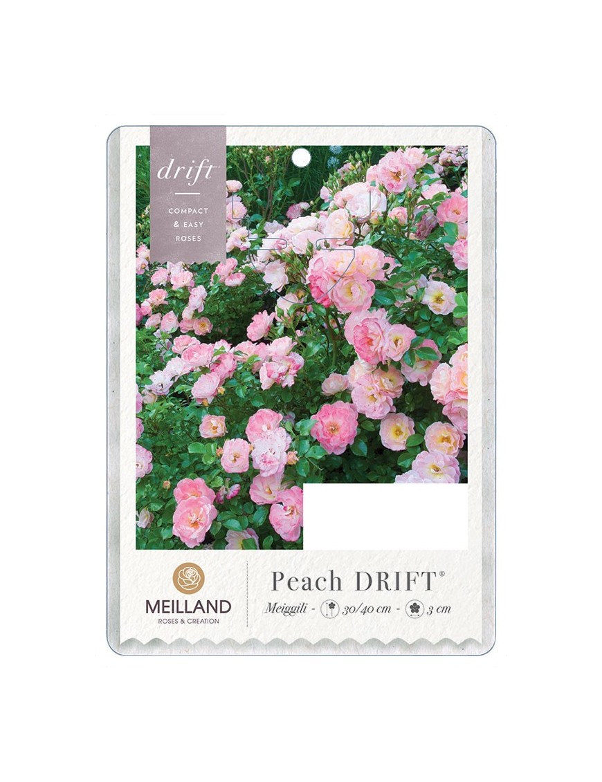 Peach DRIFT®