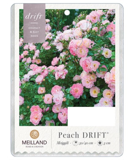 Peach DRIFT®
