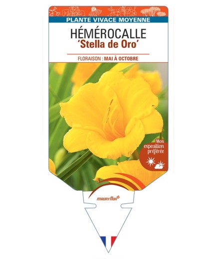 HEMEROCALLIS Stella de Oro