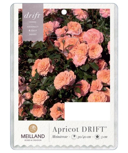 Apricot DRIFT®