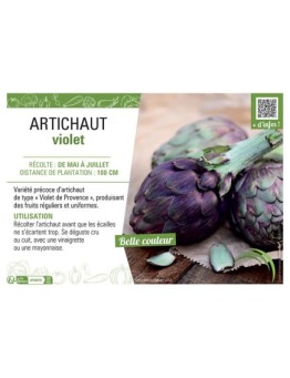 ARTICHAUT VIOLET TYPE VIOLET DE PROVENCE