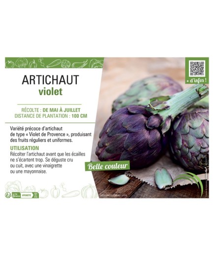 ARTICHAUT VIOLET TYPE VIOLET DE PROVENCE
