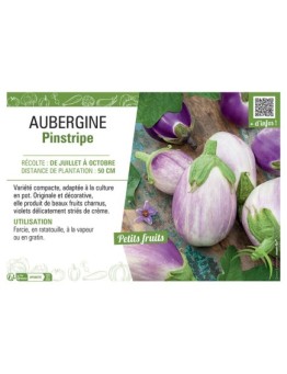 AUBERGINE PINSTRIPE F1