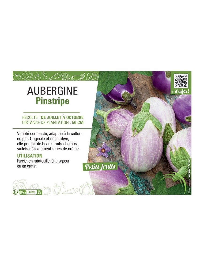 AUBERGINE PINSTRIPE F1