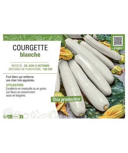 COURGETTE BLANCHE