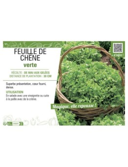 (LAITUE) FEUILLE DE CHÊNE VERTE