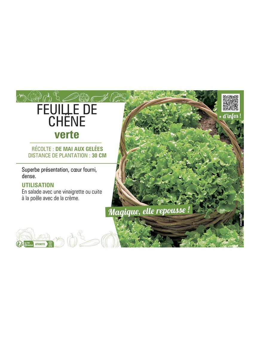 (LAITUE) FEUILLE DE CHÊNE VERTE