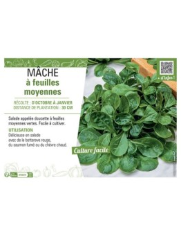 MÂCHE À FEUILLES MOYENNES