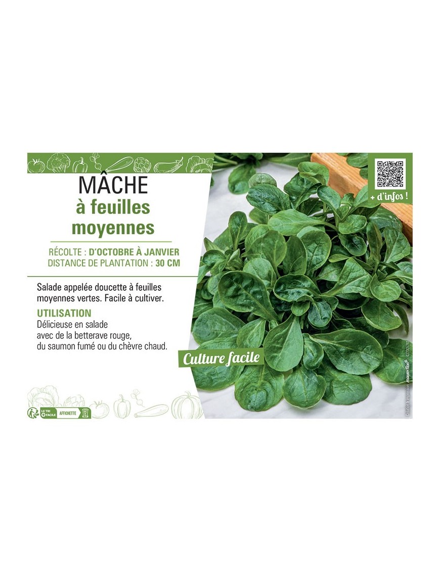 MÂCHE À FEUILLES MOYENNES