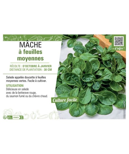 MÂCHE À FEUILLES MOYENNES