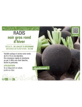 RADIS NOIR GROS ROND D'HIER