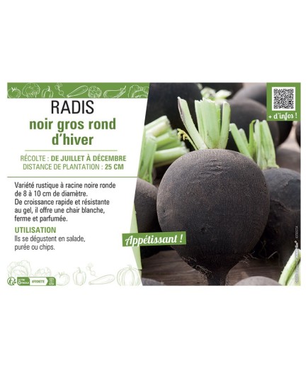 RADIS NOIR GROS ROND D'HIER