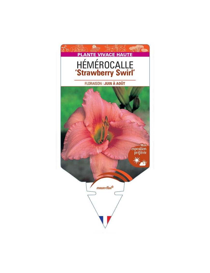 HEMEROCALLIS Strawberry Swirl