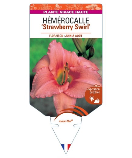 HEMEROCALLIS Strawberry Swirl