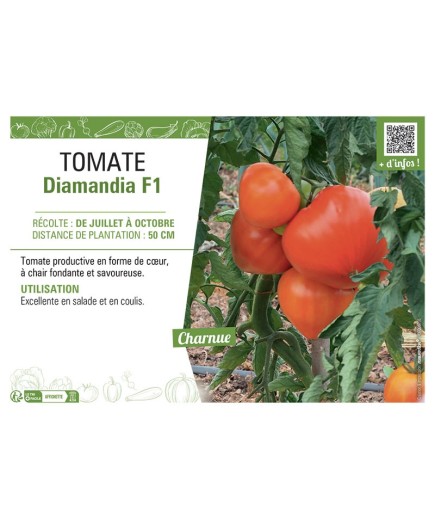 TOMATE DIAMANDIA F1