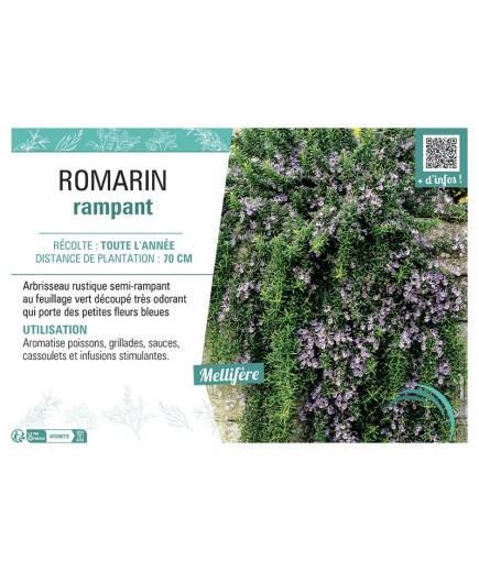 ROMARIN RAMPANT