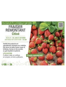 FRAISIER CHLOÉ REMONTANT